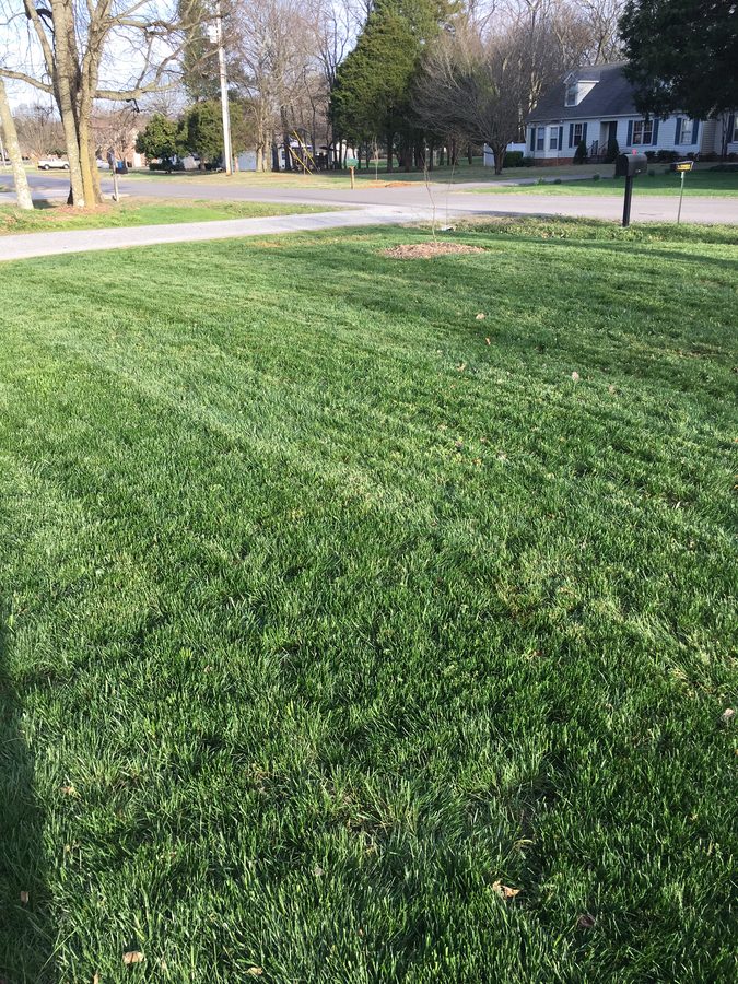 After: lawn renewal with aeration, overseeding, and fertilization