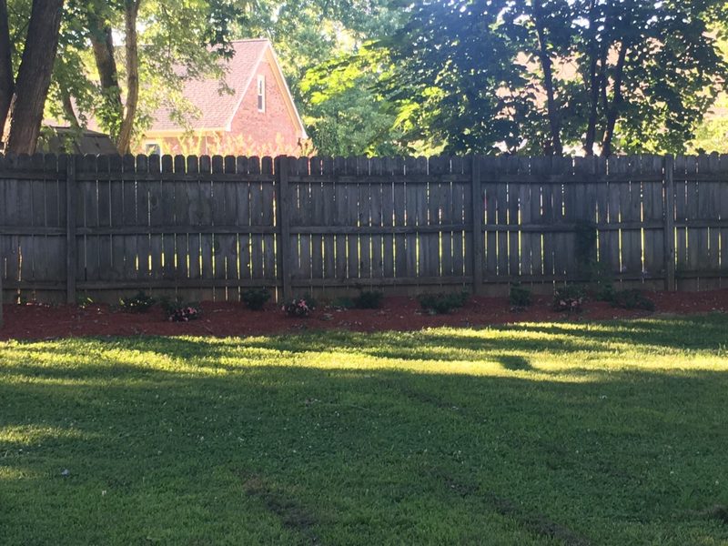 After: mulched fence bed and mowed lawn