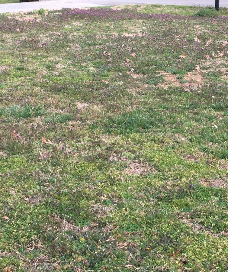Before: yard prior to renewal