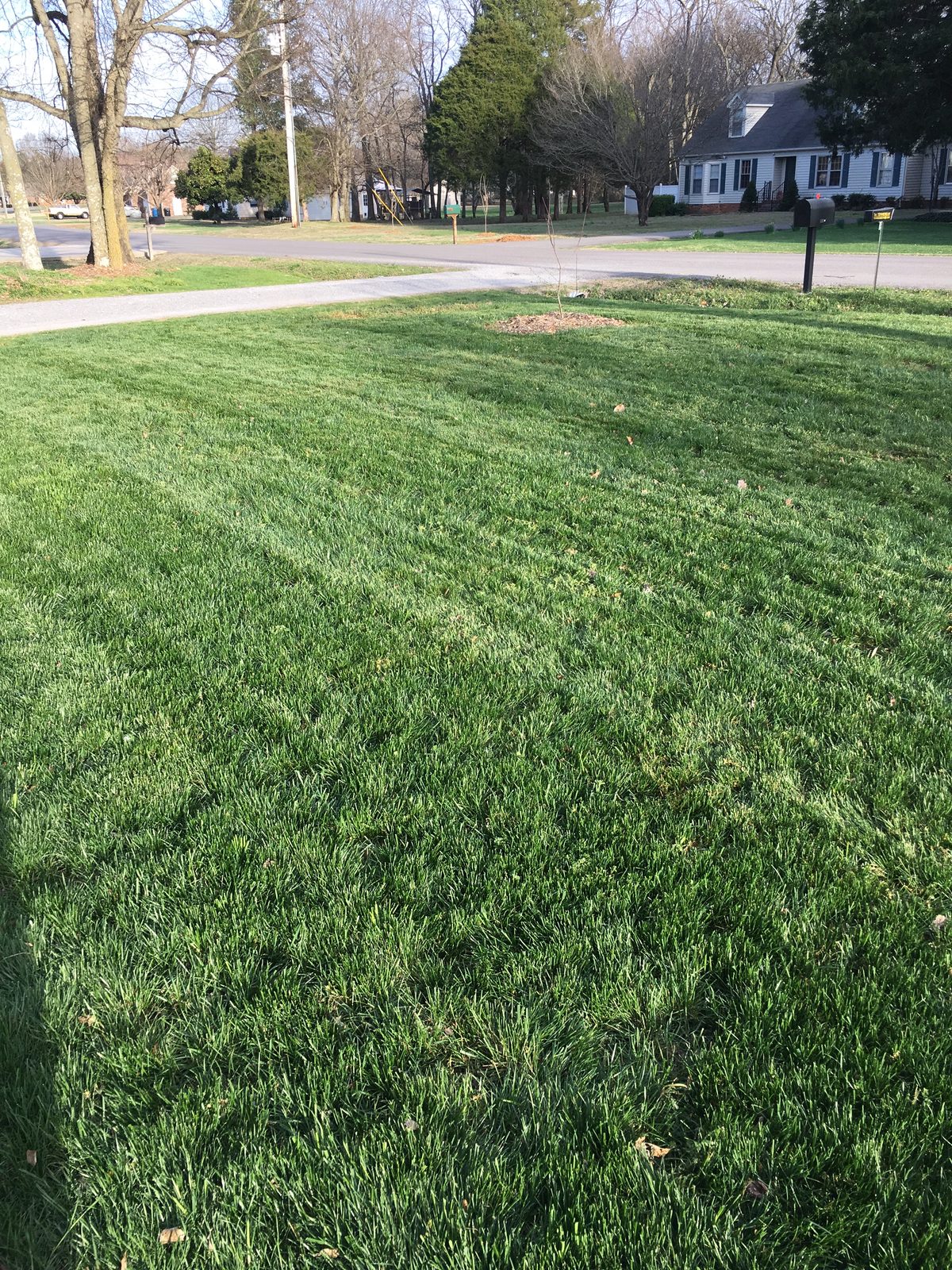 Lawn renewal project: aeration, overseeding, and fertilization