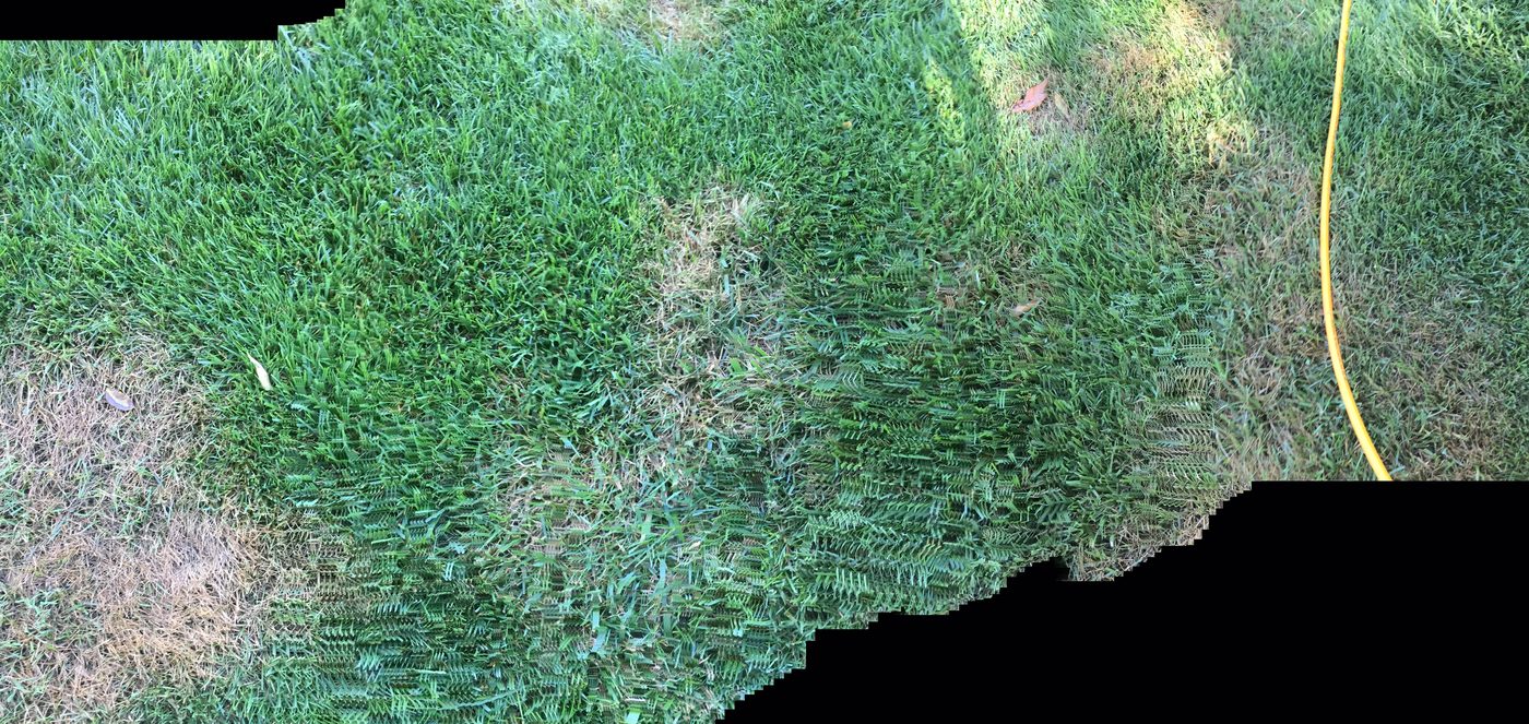 Yard with brown patch, photo by Turf Envy