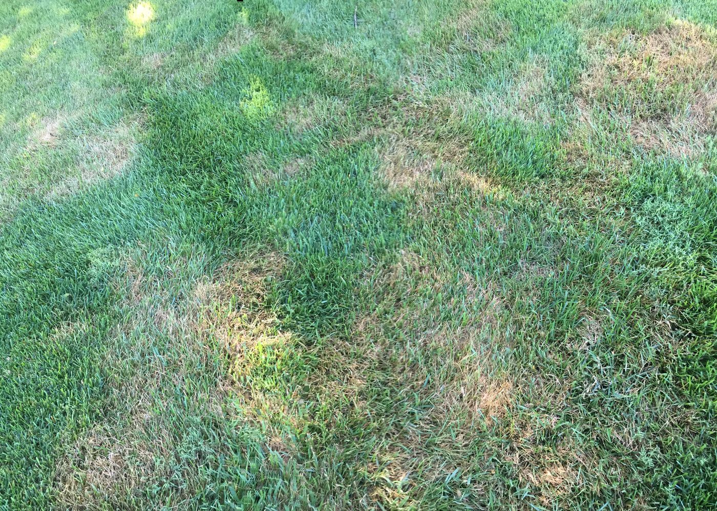 Another yard with brown patch
