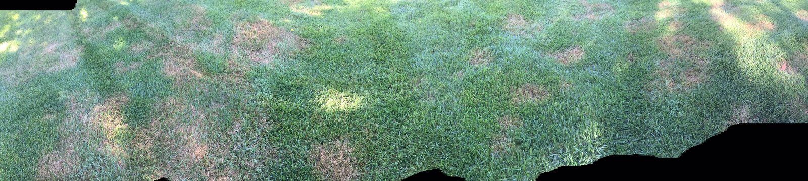 Wide view of a yard with brown patch