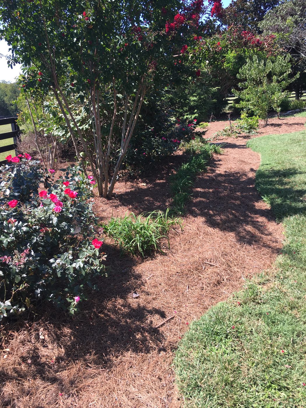 Landscape beautification project complete with pine straw